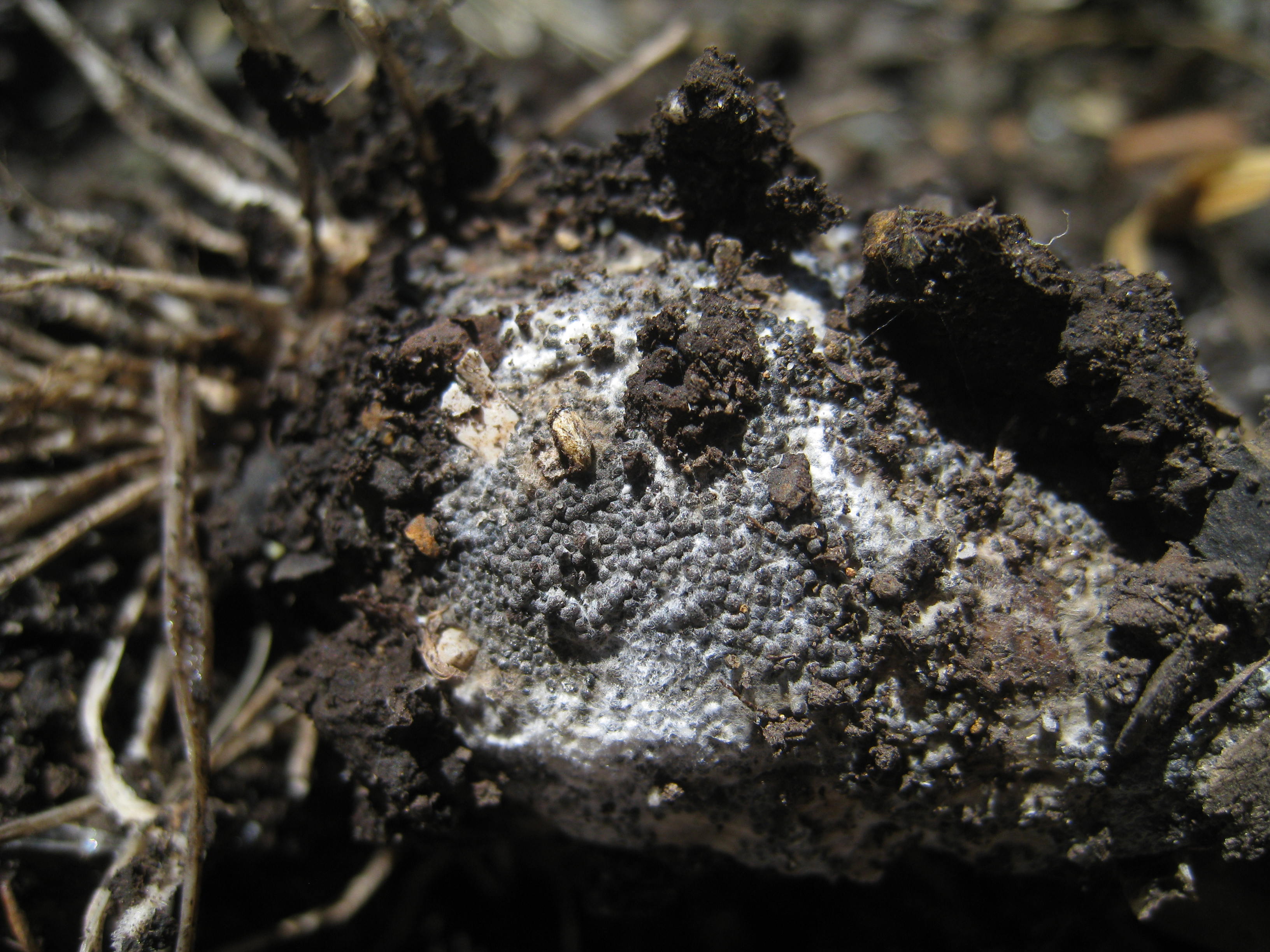 White rot sclerotia on garlic